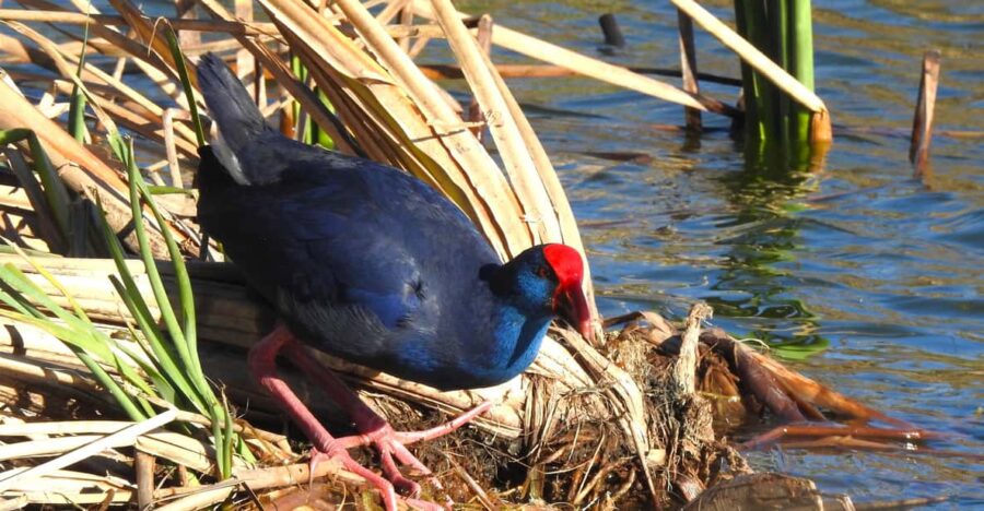 Birdwatching Tour in Algarve