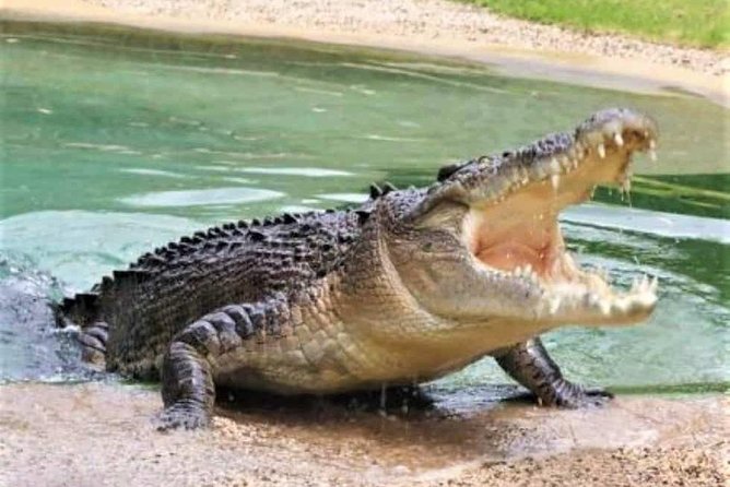 Black River Safari With Transport From Montego Bay - Transportation Details