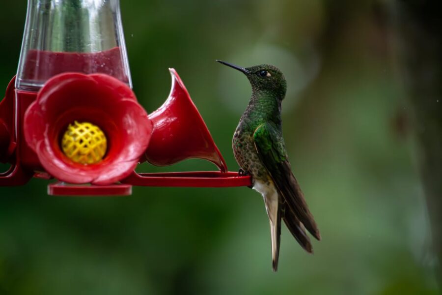 Bogotá: Monserrate Hummingbird Paradise, El Paramuno Trail