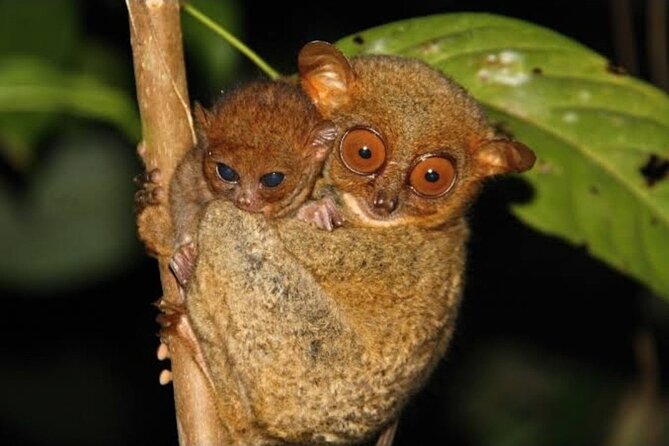 BOHOL Tarsier, WaterFalls & Chocolate Hills Tour