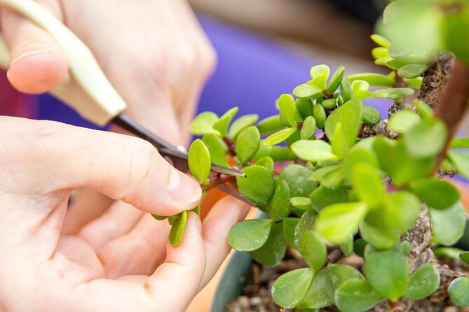 Bonsai Class in San Francisco: Make & Take Home a Bonsai Tree! - Meeting Details