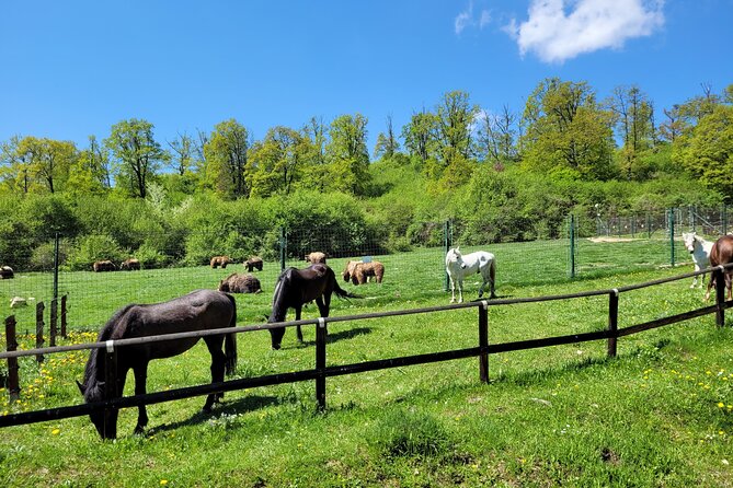Bran Castle & Bear Sanctuary From Brasov – Optional Peles Castle