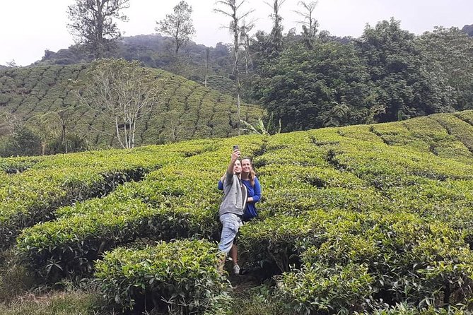 Cameron Highlands Day Tour From Kuala Lumpur