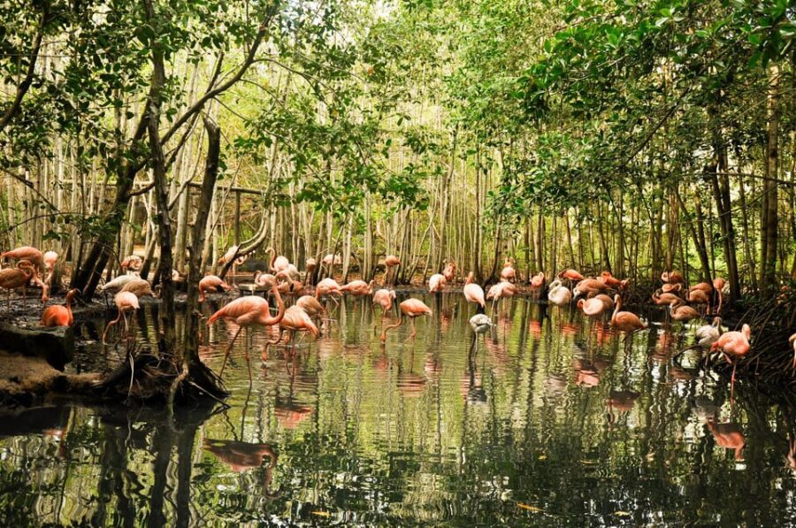 Cartagena to National Aviary Excursion