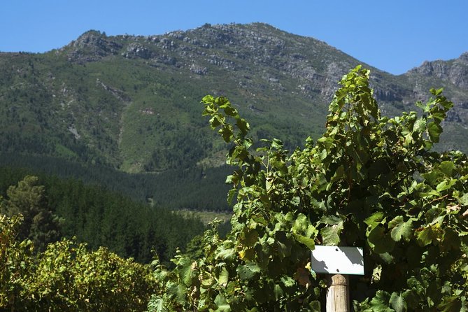 Cavas Freixenet Wine Tour From Mexico City - Tour Overview