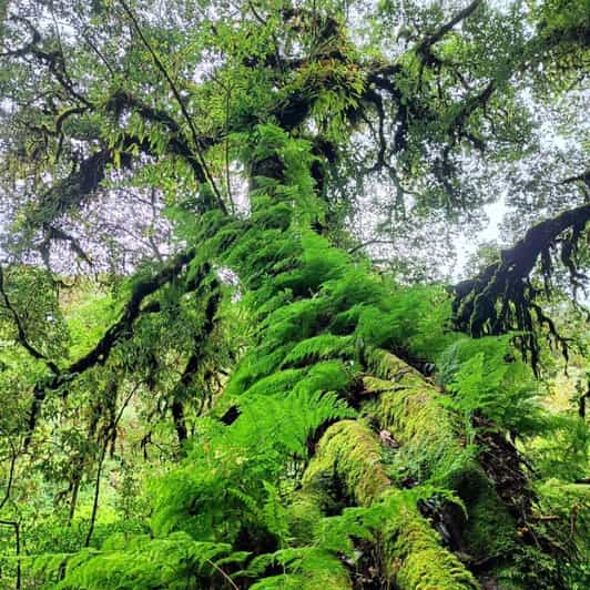 Chiang Mai: Doi Inthanon National Park & Waterfall Day Tour