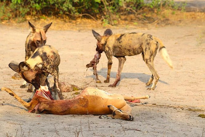 Chobe -Savuti Trail: Elephant& Big Cats ( 4 Days 3 Nights) - Knowledgeable Guides