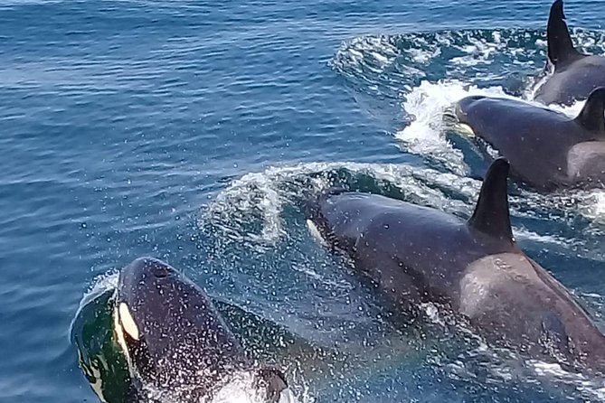 Coastline Whale & Dolphin Watching Experience