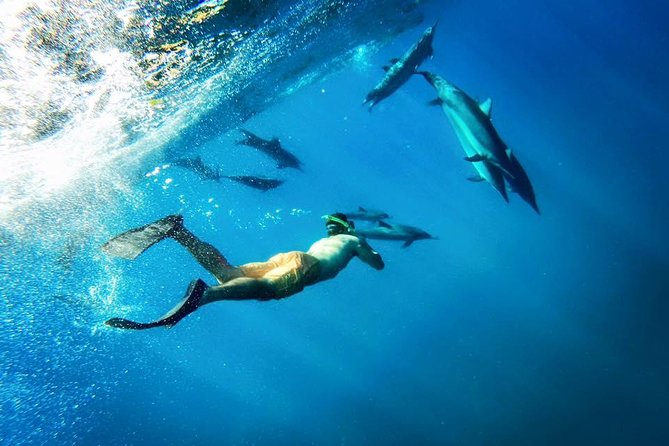 Coral Gardens Snorkel & Whale Watch