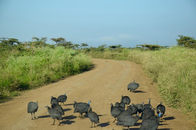 Day Tour Nairobi National Park