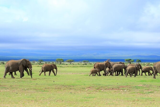 Day Tour to Amboseli National Park