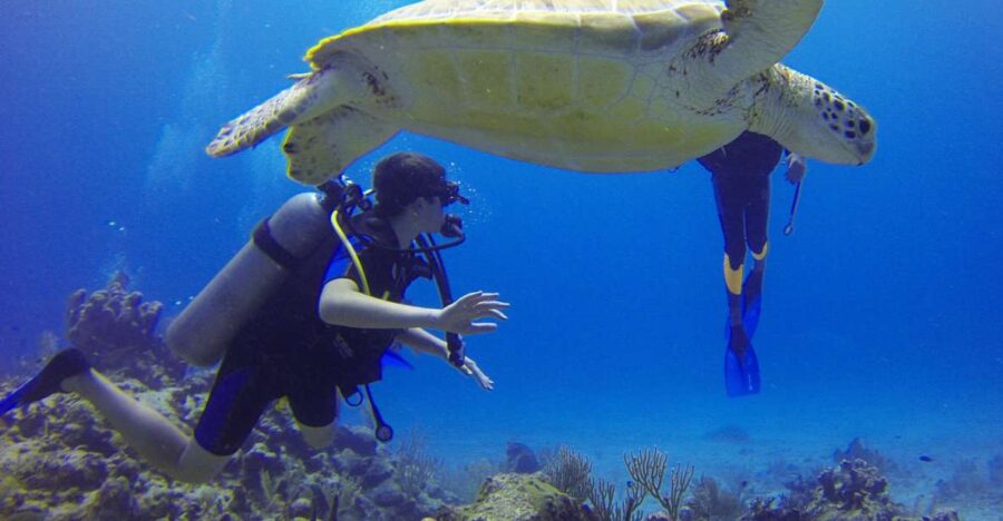 Deep Dive Discovery – Scuba Diving in Paracas