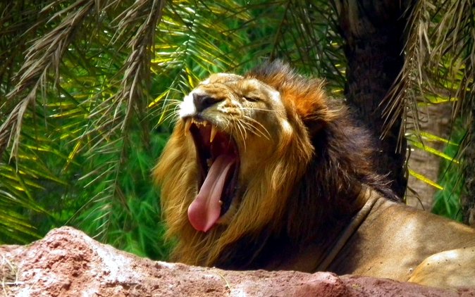 Delhi Zoo White Tigers & Lions With Old Fort Visit