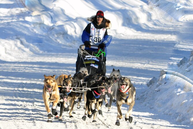 Dog Sledding With Alaskan Huskies Review