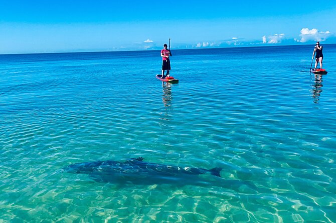 Dolphin, Manatee and Sea Turtle Adventure Tour - Tour Overview