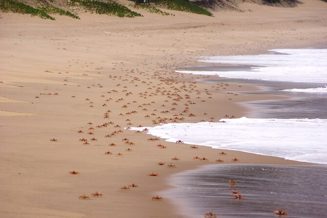 Economic 1Day Maputo Special Reserve Safari(Maputo National Park)