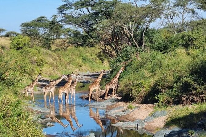 Elephant Safari Tanzania 4 Days **Sustainable Approach to Travel
