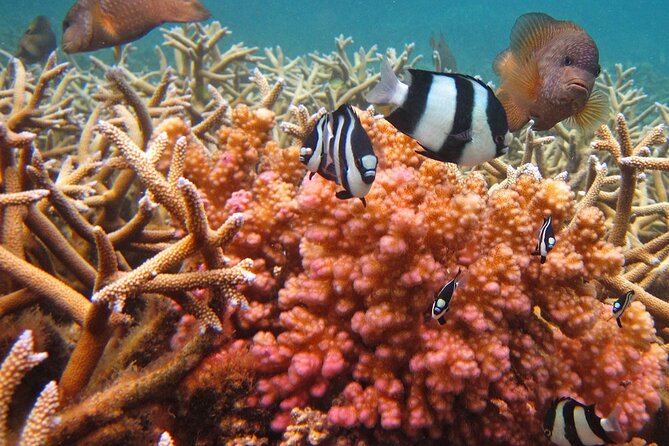 Exotic East of Mauritius: Full-Day Incl Ile Aux Aigrette & Blue-Bay Marine Park