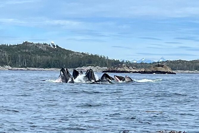 Experience Local Marine Wildlife Tour