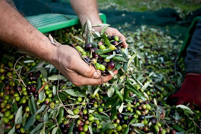 Experience the Olive Oil of Madonie With Tasting - Discovering the Madonie Region