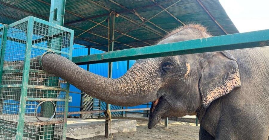 From Agra: Visit to Wildlife SOS Elephant Conservation Trip