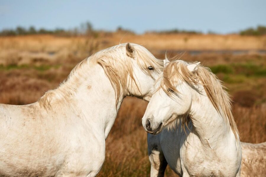 From Avignon: Camargue Tour With Pont De Gau Bird Park Entry - Tour Overview