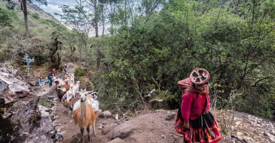 From Cusco: Walk With Alpacas and Llamas & Picnic |Private|