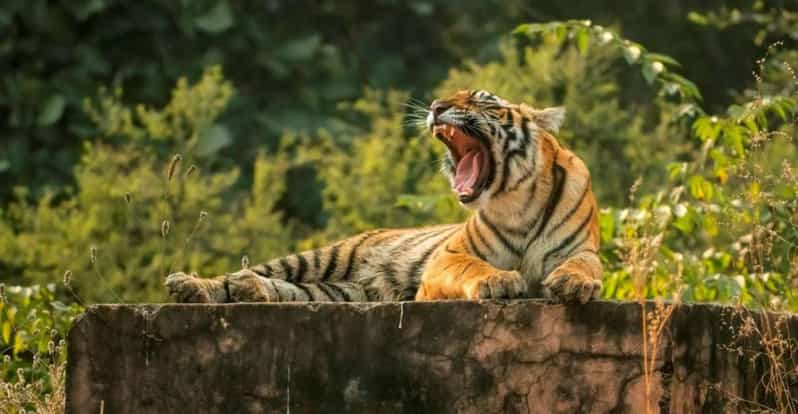 From Delhi : 6 Days Delhi, Jaipur, Agra & Ranthambore By Car