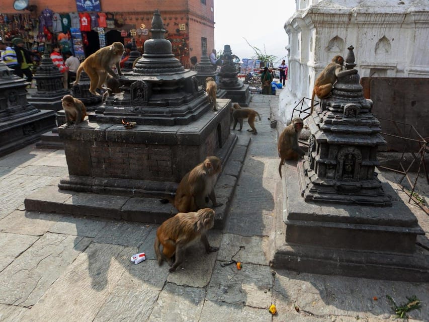 From Delhi: Jaipur Private Day Trip With Monkey Temple