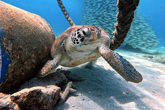 From Hurghada Get Close to Dolphins Snorkeling Tour - Inclusions and Pricing Details