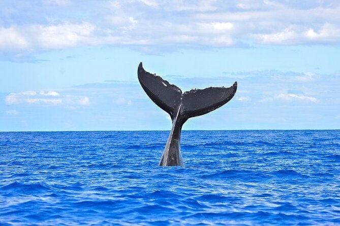 From Maalaea Harbor: Sunset Whale Watch Tour Aboard the Malolo