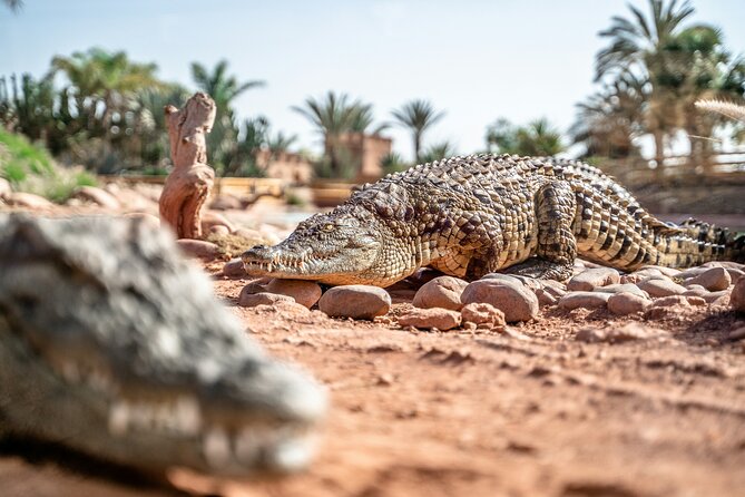 From Marrakech Full-Day Tour to Agadir