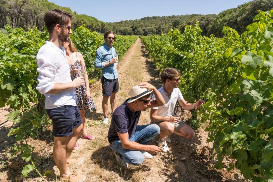 From Marseille: Bandol & Cassis Full-Day Wine Tour - Tour Overview