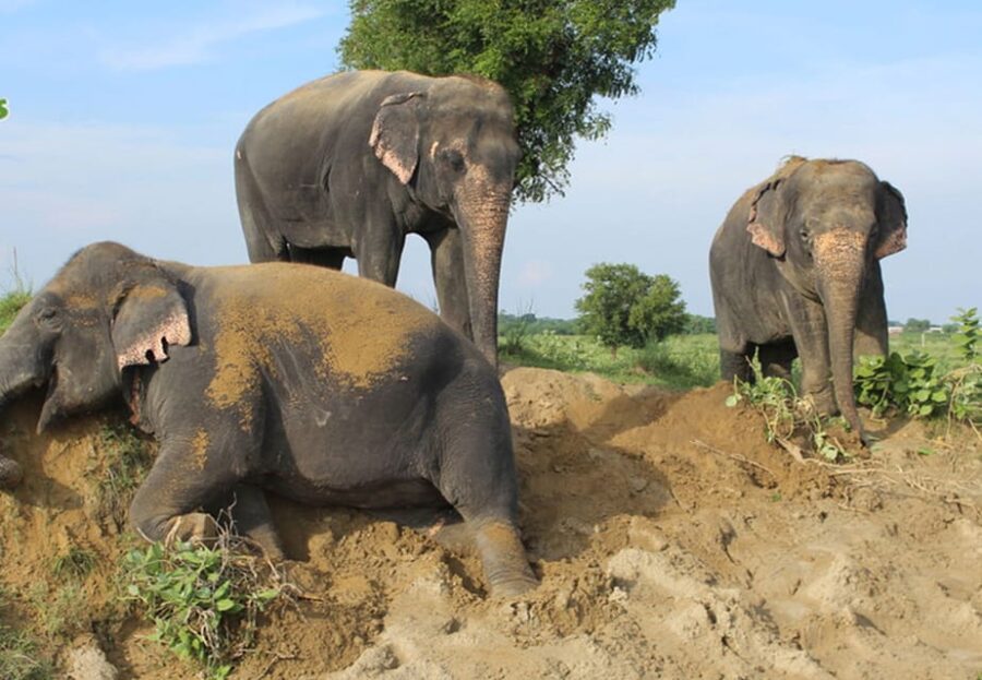 From New Delhi: Taj Mahal and Elephant Conservation Centre