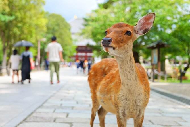 From Osaka/Kyoto: Kyoto & Nara Day Trip With Lunch