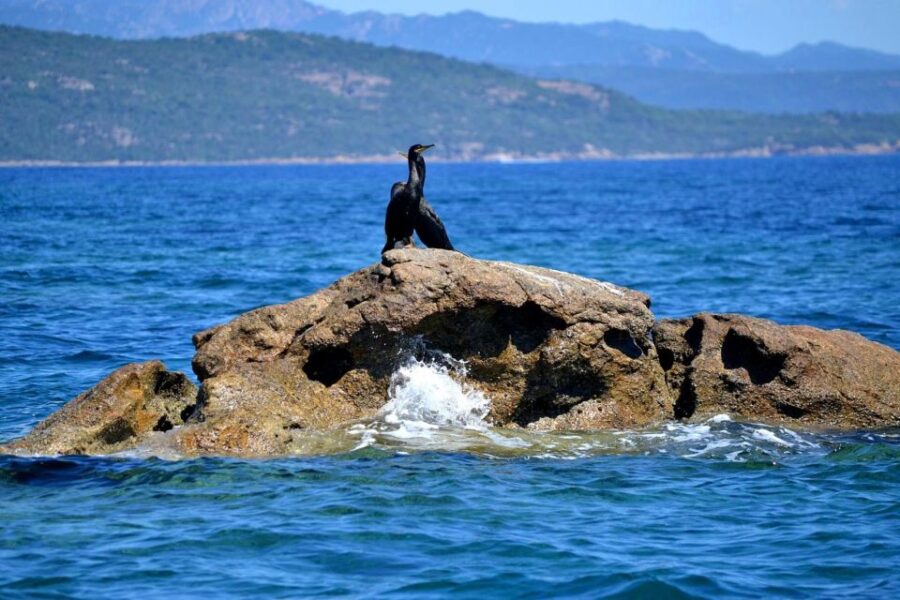 From Porto Vecchio EMOTION Boat Trip Lavezzi and Bonifacio - Tour Overview and Pricing