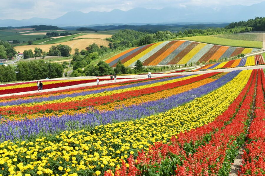 From Sapporo: Furano and Biei Vibrant Fields Tour
