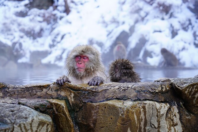 From Tokyo: Nagano Snow Monkey Park Private Tour - Transportation and Pickup