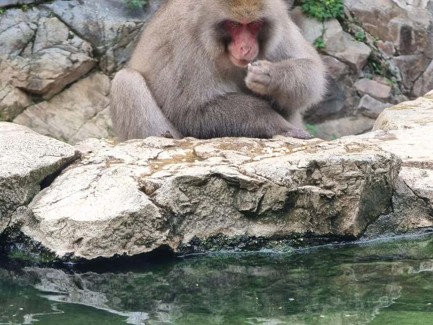 From Tokyo: Nagano Snow Monkey Park Tour With English Driver