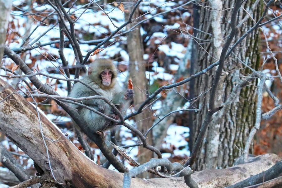 From Tokyo or Nagano: Private Tour to Jigokudani Monkey Park