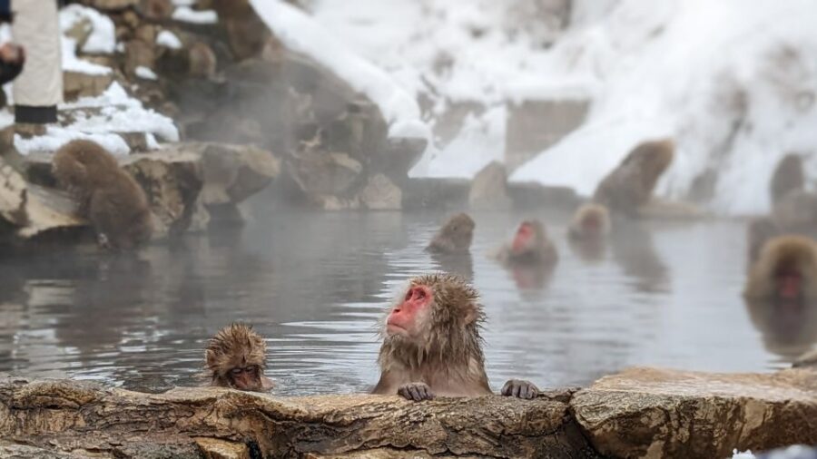 From Tokyo: Snow Monkey 1 Day Tour With Beef Sukiyaki Lunch