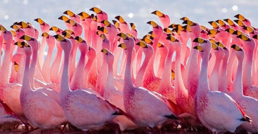 From Uyuni: Geyser and Uyuni Salt Flats 3-Days | Flamingos | - Tour Overview