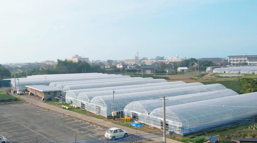 Fukuoka: Kyushu Strawberry Picking, Yanagawa Boat,Art Museum - Overview and Pricing