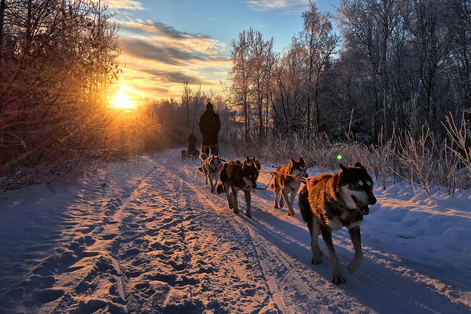 Full Day Drive Your Own Dog Team Dog Sledding Tour