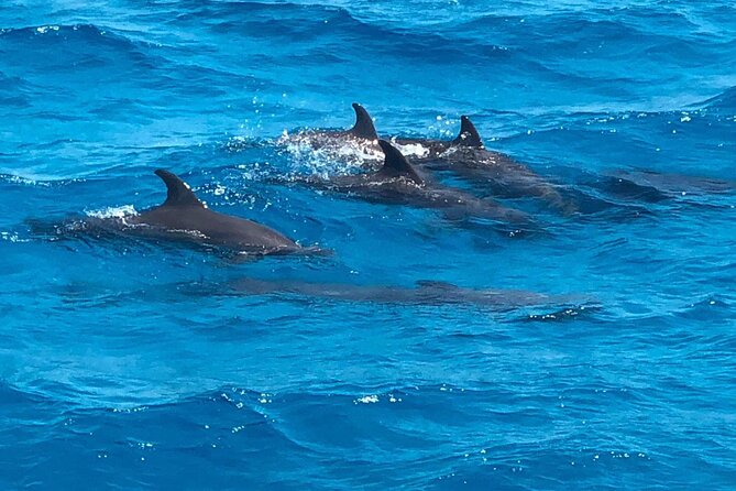 Full-Day Sea Trip With Dolphins and Snorkeling in Red Sea - Itinerary Details