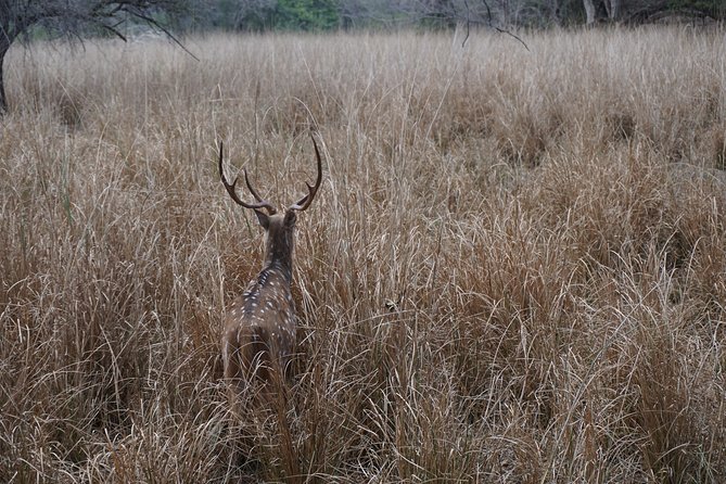 Full-Day Tour of Ranthambore From Jaipur