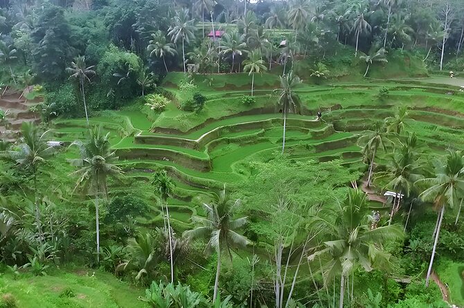 Full-Day Ubud and Uluwatu Sunset Tour - Tour Overview