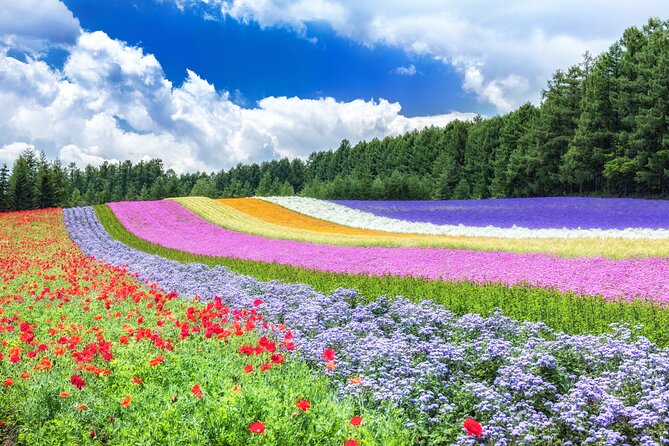 Furano Private Customizable Full Day Tour