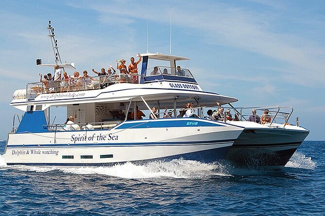 Gran Canaria Dolphin Watching Cruise