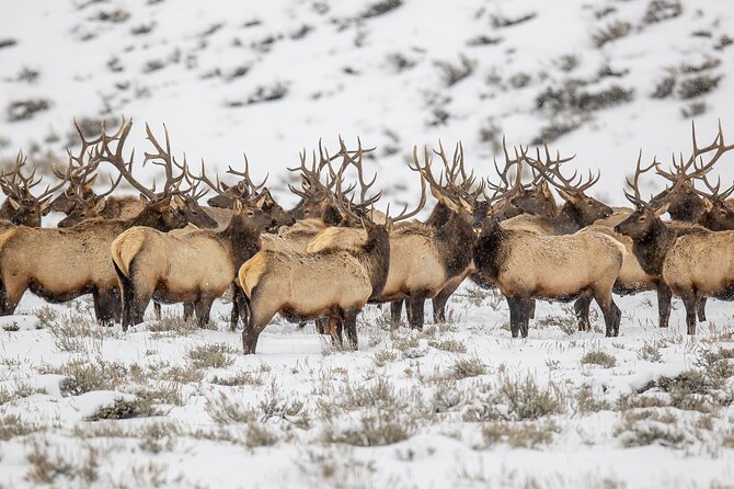 Grand Teton Private Winter Tour - Tour Overview